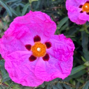 Meet your Posher, Ava